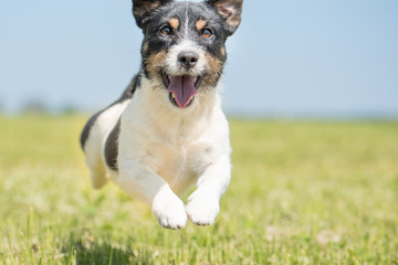 Fliegender Hund in Nahaufnahme - Jack Russell Terrier