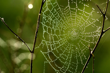Cobwebs on the grass with dew drops