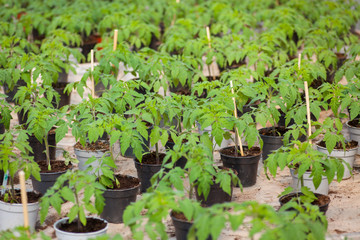 Young tomato seedlings