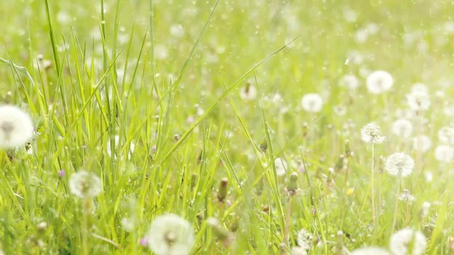 pusteblumen auf einer gr&uuml;nen wiese. fr&uuml;hlingsgef&uuml;hle. filter edition