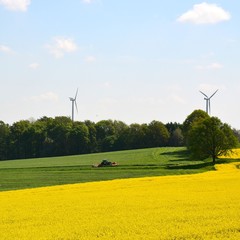Rapsfeld in Blüte - Rapsblüte - mit Windrädern und Traktor