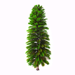 Wollemia nobilis Tree - Wollemia is a genus of coniferous tree in the family Araucariaceae. 