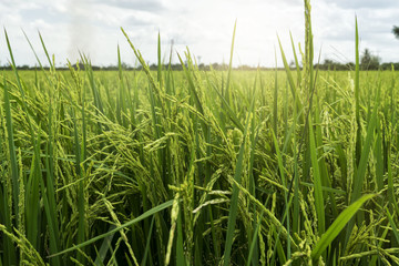rice field on sun light and motion by wind - can use to display or montage product