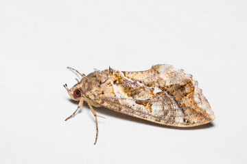 Unidentified brown moth