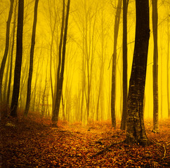 Fire yellow red saturated foggy forest landscape background.