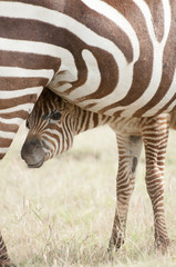 Fototapeta premium Zebra Foal and Mother