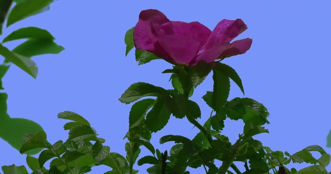 Violet Flower of Blooming Rose Bush Green Oval Leaves Bush is Swaying at the Wind Leaves and Petals Are Fluttering at the Breeze Spring Summer Day