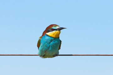 European bee-eater (Merops apiaster)