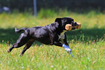 obedience dog staffordshire bull terrier