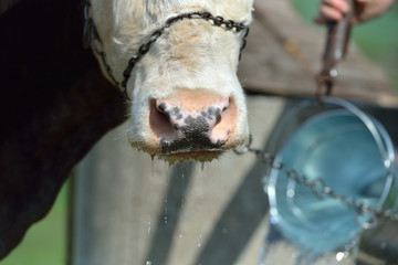 Cow with metal chain on his nose waiting to drink water at the f