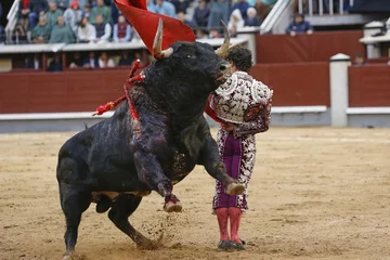 Fotobehang Stierenvechten stier in de arena