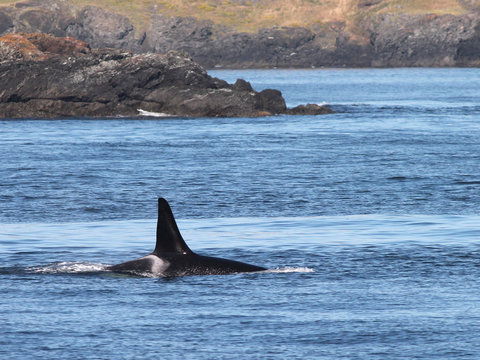 Orca Whale on the Washington Coast