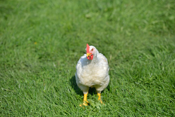 Picture of a white feathers chicken standing in a green grass an