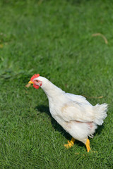 Picture of a white feathers chicken standing in a green grass. L