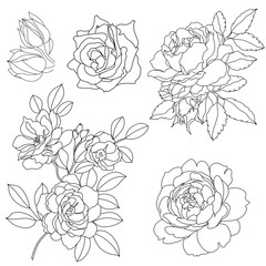 Set of graphical roses, ornament, pattern. Vector.