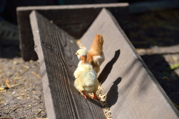 Two cure yellow and brown little chicken on a farm, standing on