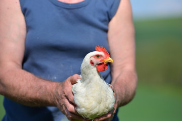 White hen hold in peasant's hand in the field. Green grass in ba
