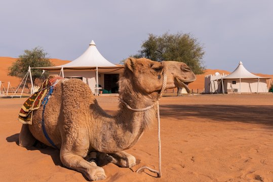 Dromedar im Wüsten Camp von Oman