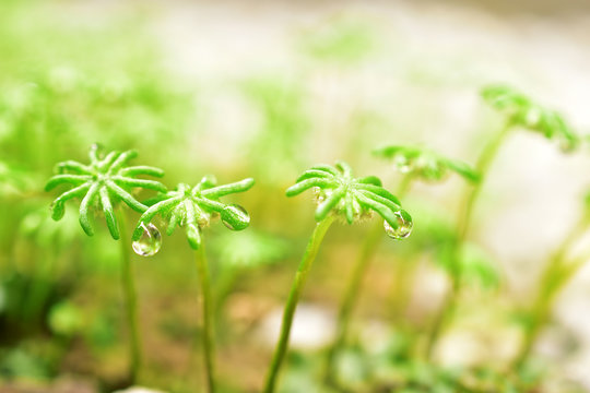 ゼニゴケ の画像 81 909 件の Stock 写真 ベクターおよびビデオ Adobe Stock
