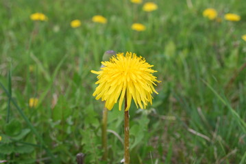 Yellow dandelions are blooming on the field. Springtime.