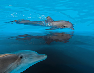 swimming in sea  dolphins