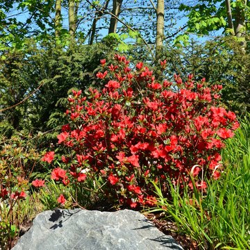 Azalea rot blühend im Garten