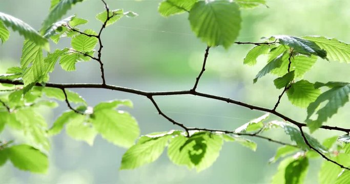 Les &eacute;tangs de Sologne 06