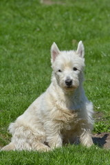 West Highland White Terrier