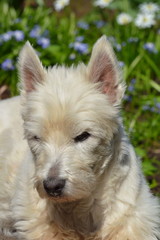 West Highland White Terrier