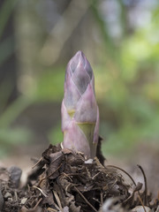 Purple Asparagus Closeup: The tip of a purple Asparagus stalk emerging from the soil of an organic home garden