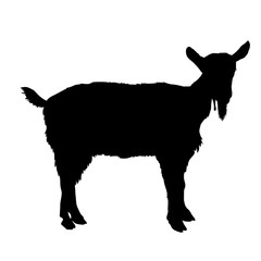 young goat black silhouette 