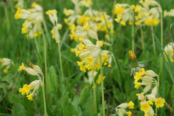 Obraz premium Cowslip (Primula veris) is a herbaceous perennial flowering plant in the primrose family Primulaceae. The species is native throughout most of temperate Europe and Asia.