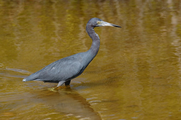 Blaureiher - [Egretta caerulea]