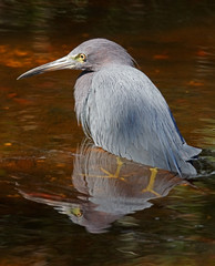 Blaureiher - [Egretta caerulea]