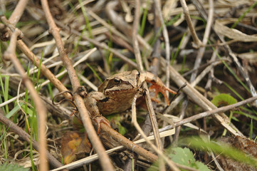 Лягушка крупным планом в траве