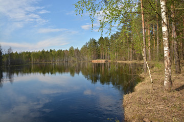 Obraz premium The edge of a pine forest on the banks of the river in may.