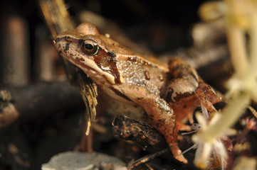 Naklejka premium Лягушка крупным планом в траве