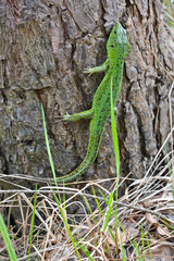 The emerald lizard on a pine tree.