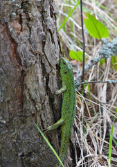Naklejka na ściany i meble The emerald lizard on a pine tree.