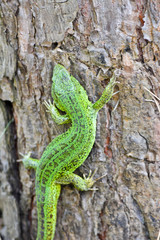 The emerald lizard on a pine tree.
