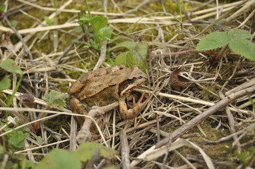 Лягушка крупным планом в траве