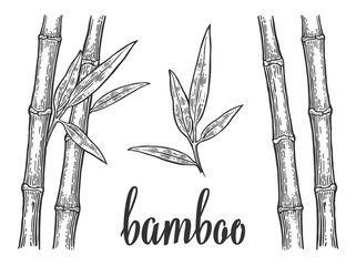Obraz premium Bamboo trees with leaf white silhouettes and black outline. Hand drawn design element. Vintage vector engraving illustration for logotype, poster, web. Isolated on white background