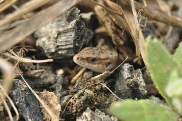 Ящерица выглядывает из норы