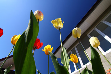 tulips against the sky/ tulips against the sky