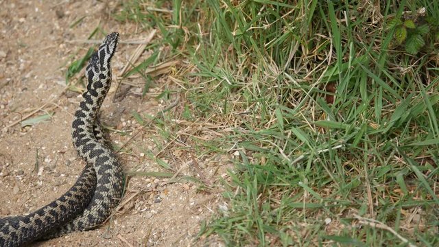 Male Adders Dancing / Fighting. ( Vipera berus ) Entangled in Each Other.