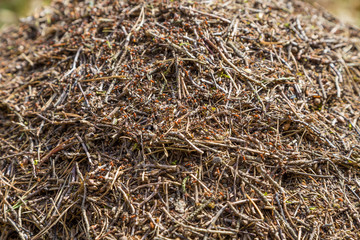 муравейник 
