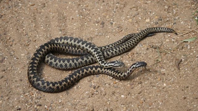 Male Adders Dancing / Fighting. ( Vipera berus ) Entangled in Each Other.