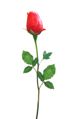 beautiful red rose isolated on white