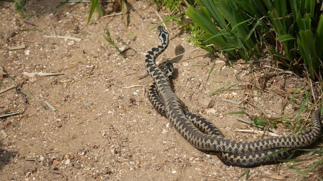 Male Adders Dancing / Fighting. ( Vipera berus ) Entangled in Each Other.