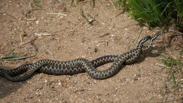 Male Adders Dancing / Fighting. ( Vipera berus ) Entangled in Each Other.